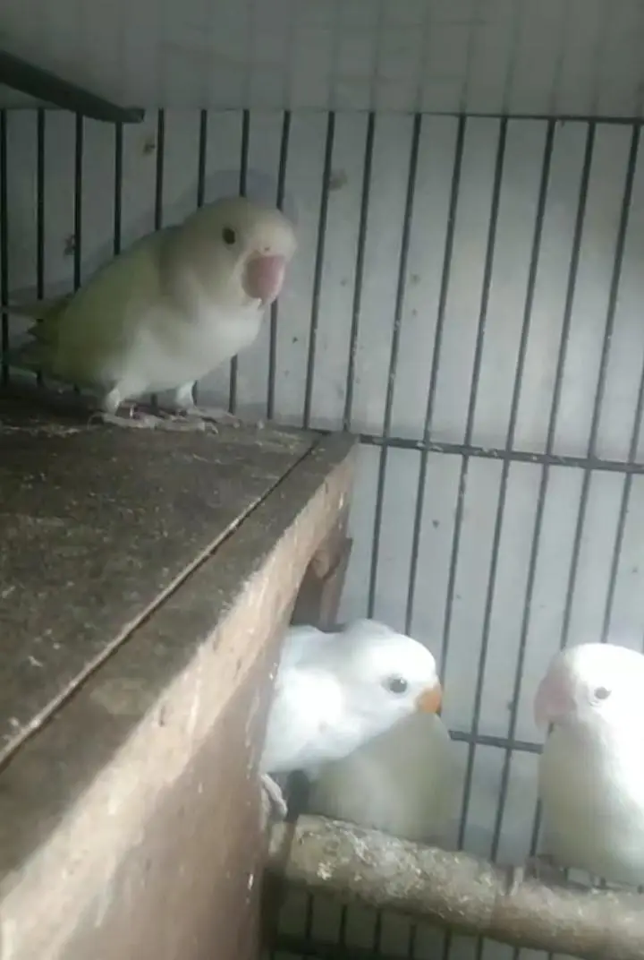 albino Red eyes into albino split red eyes pair with DNA — photo 2
