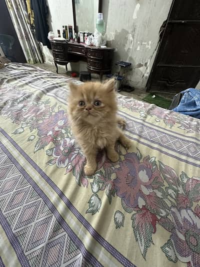 Persian kittens fluffy and active