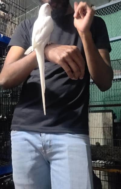 White RingNecK nD Yellow RinGneck mAle