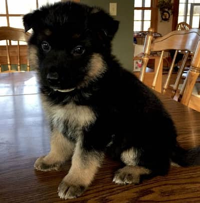 German shepherd black n tan puppy