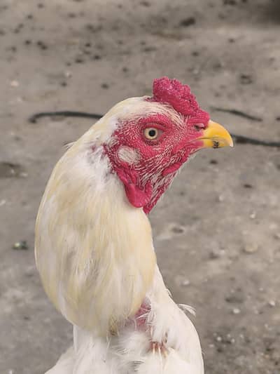 egg lying Aseel breeder hen for sale