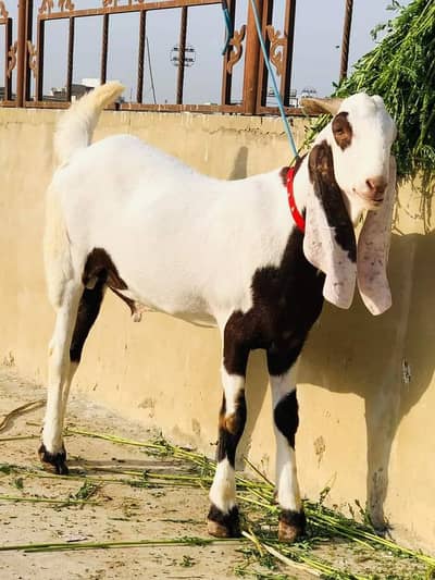 rajanpuri bakra for sale