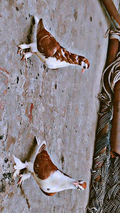 Chocolate Shirazi Pigeons  Whatsapp 03701439369