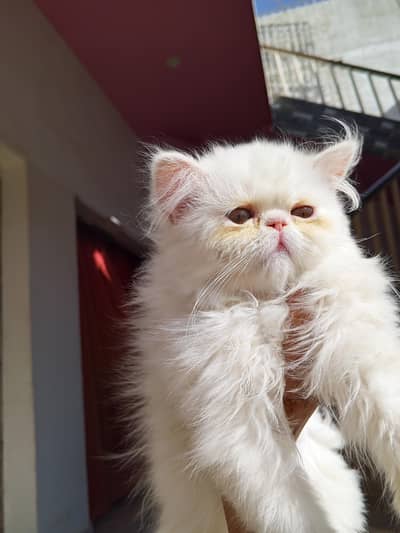 Peki Female Kitten | CFA Bloodline | Snow White Color
