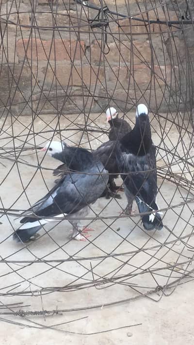 blue bar mukhi 1 Kali pathay available hain