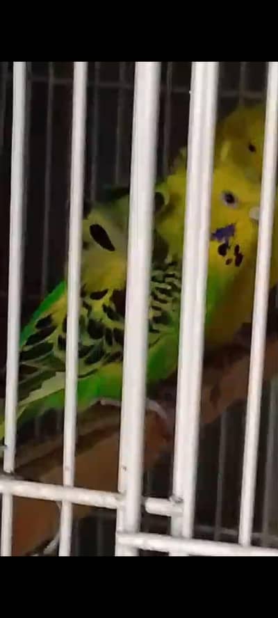 Hogoromo breeding pair