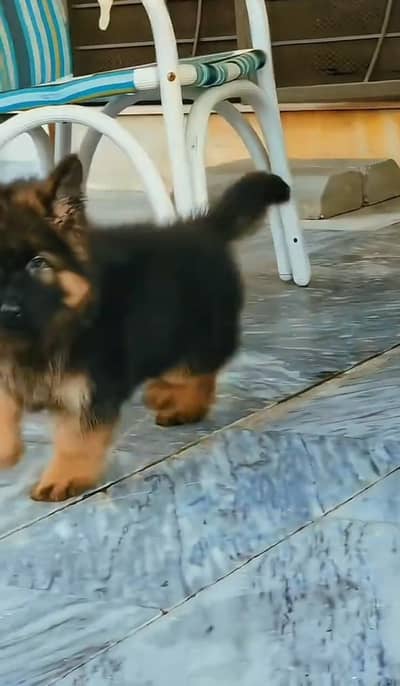 German Shepherd puppy for sale 0340,0095664 my WhatsApp number
