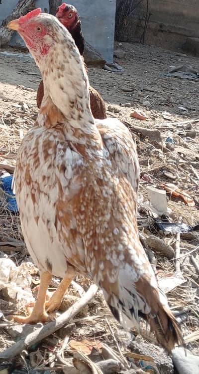 Aseel mianwali cock and hens for sale
