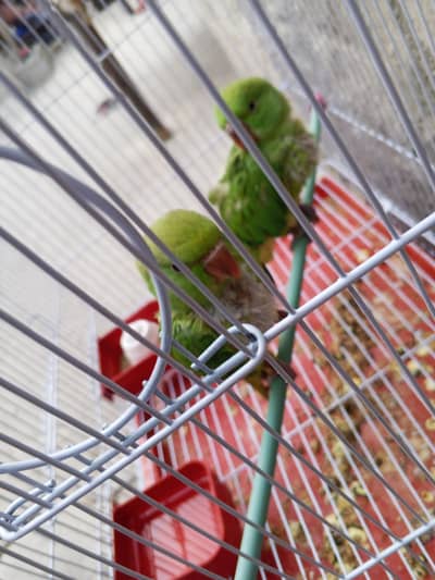 green parrot pair