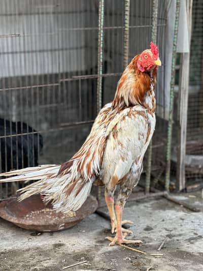 Aseel Hens Male For sale