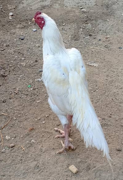 Aseel shamoo only male for sale home breed of ghousia fancy birds
