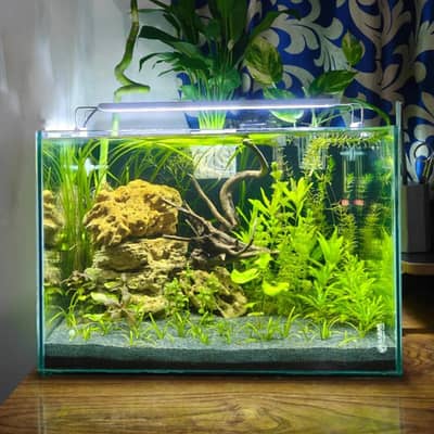Fish and fish aquarium sel 03137381622