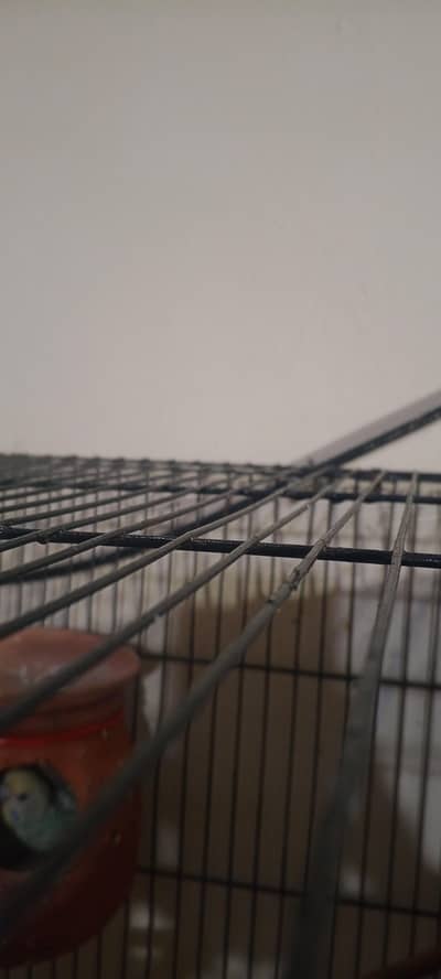 Australian parrot with cage eggs and baby