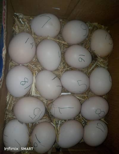 Aseel Eggs for sale
