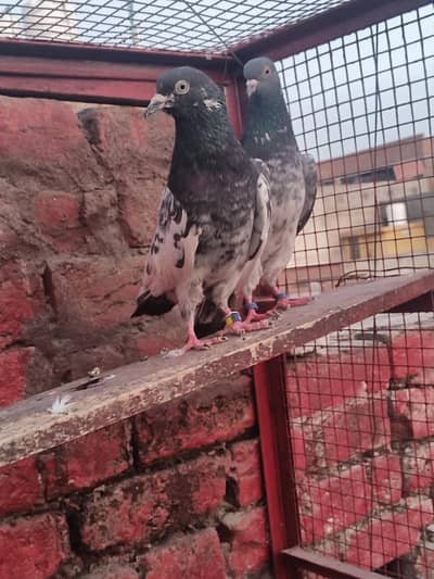 Tedii jura charkaa juraaa