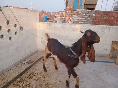 sindhi Bakra age 11 month healthy and active