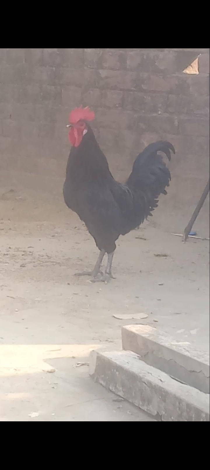 Australorp 0