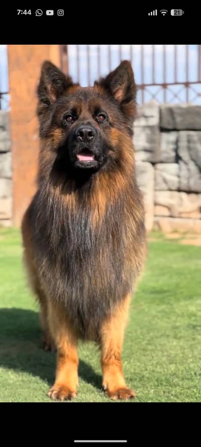 long Cote German shepherd pair