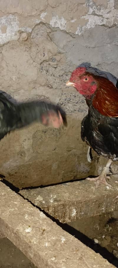 4female 1 male aseel