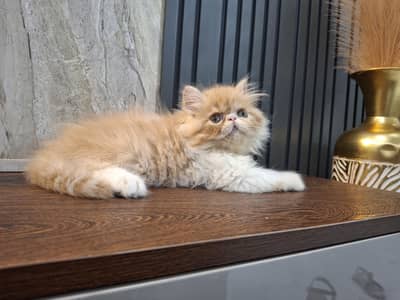 peki/piki male kitten