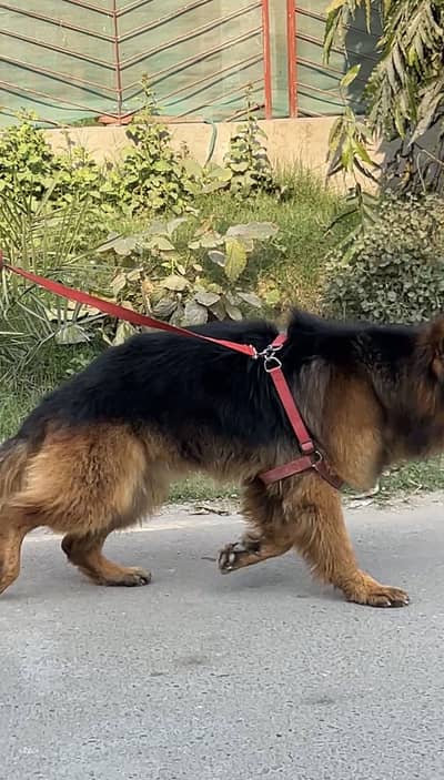 German shepherd long coat non ped puppy