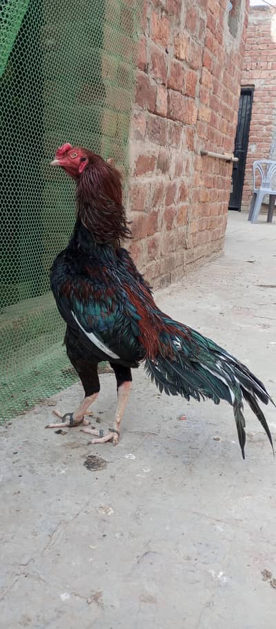 beautiful Breader Male. Highh quality.