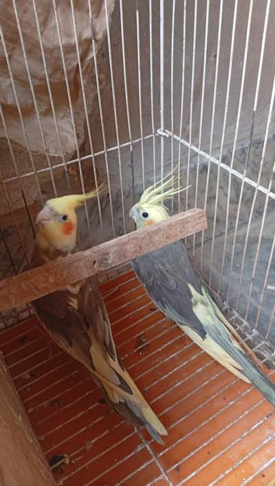 Cockatiel Pair for Sale Healthy Birds