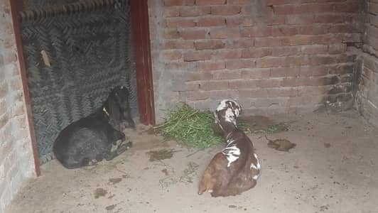 black beetal male ha  or makhi chini Madi ha