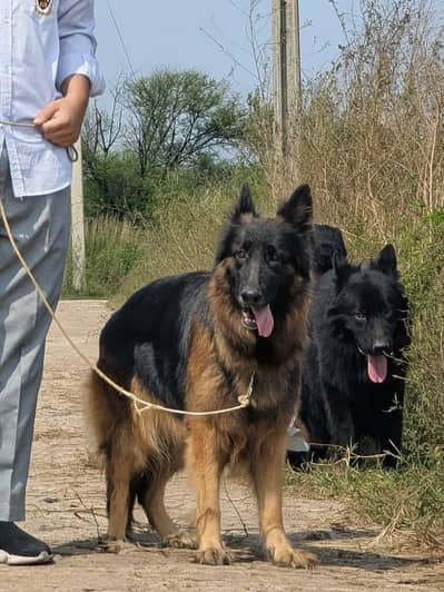 German shepherd pair