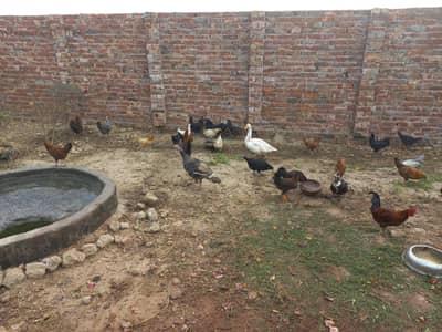 25 femal 5 male  30 hens desi