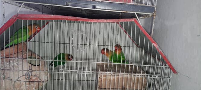 Green Fischer breeder pairs and black jawa finch (not confirmed) pair
