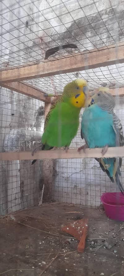 1 brider pair 1mela lovebird 1male