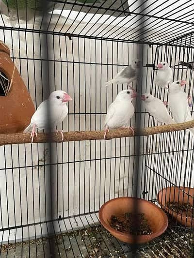 White Jana Finches For Sale