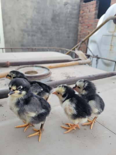 Pure Aseell Chicks for sale|Strong Aseel Bloodline|Healthy Baby Chicks