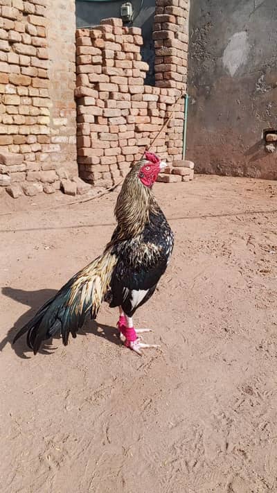 high quality aseel chicks available hain