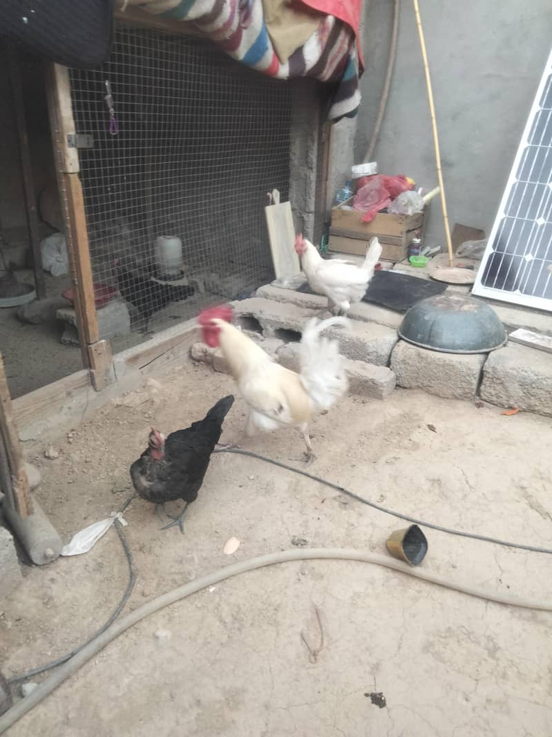 اسلام علیکم انڈوں والی مرغیاں فار سیل ہیں 0