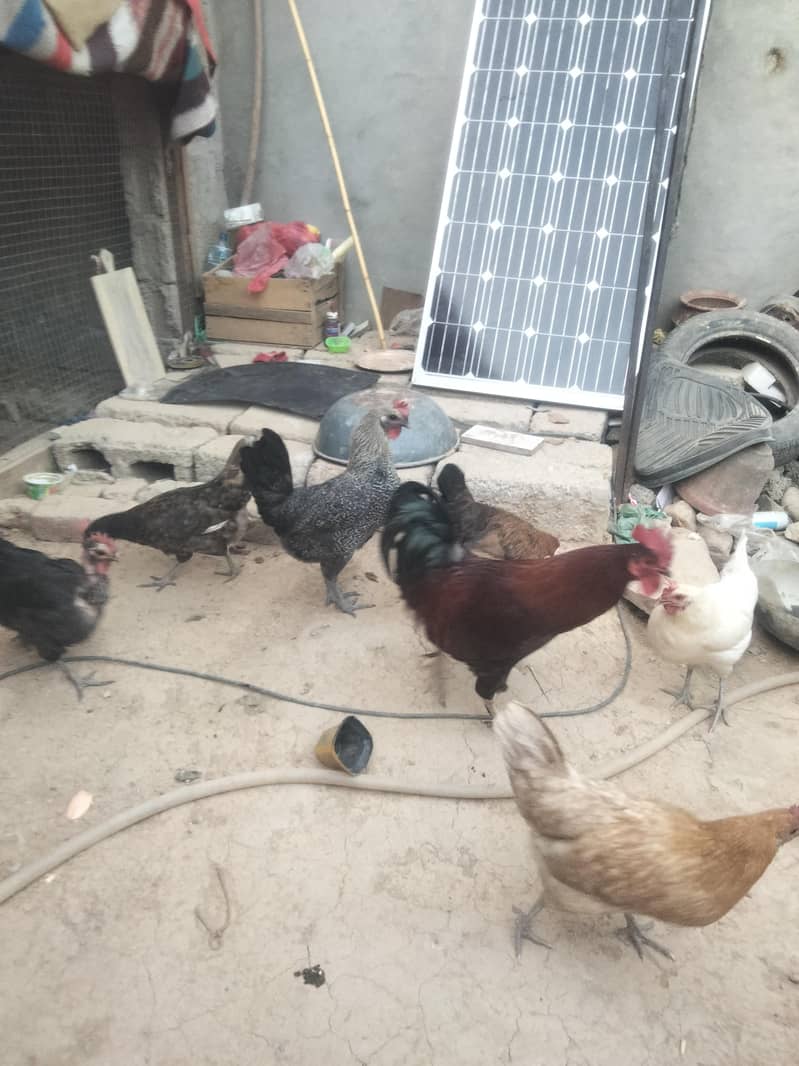 اسلام علیکم انڈوں والی مرغیاں فار سیل ہیں 1