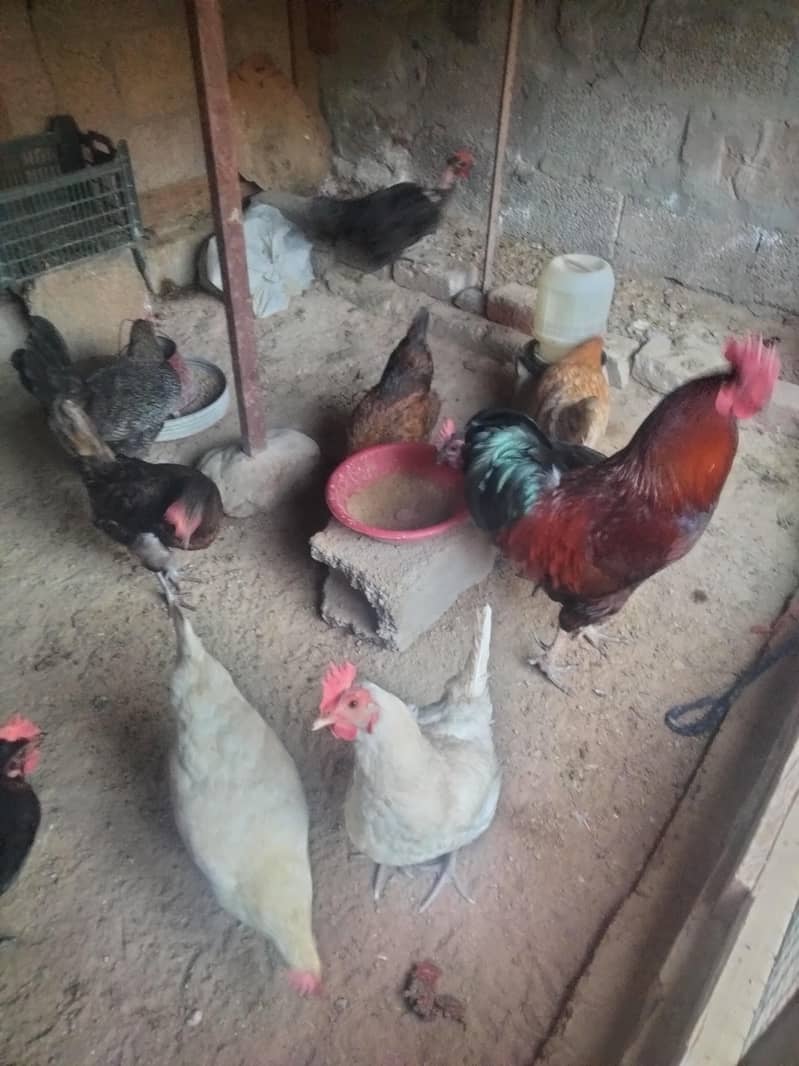 اسلام علیکم انڈوں والی مرغیاں فار سیل ہیں 3