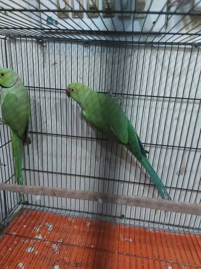 Ringneck male and pair