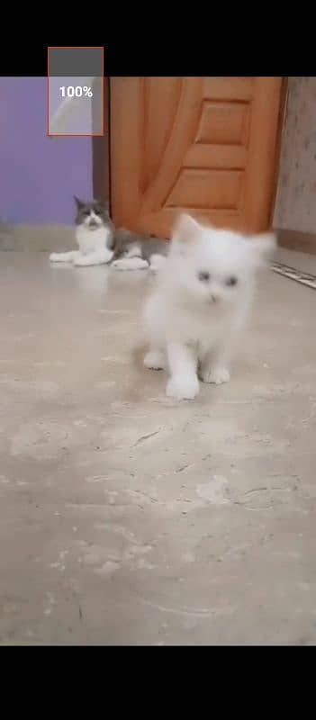 Persian cat for sale male female vaccine clear 0319=71=87=068=