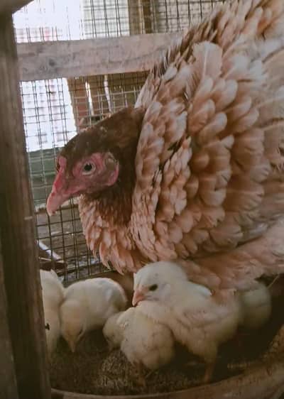 PAPER WHITE OH SHAMO KING size chicks . . .