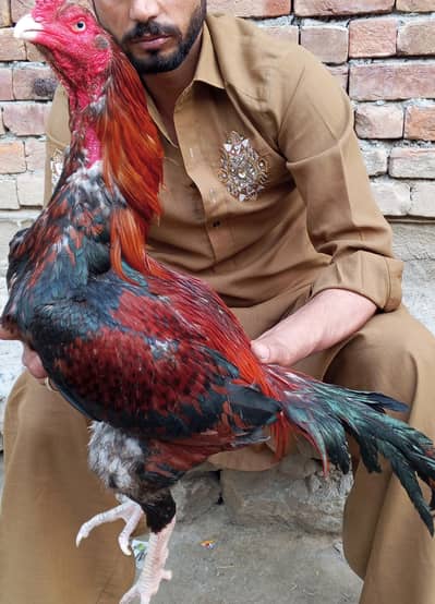 aseel murga for sale