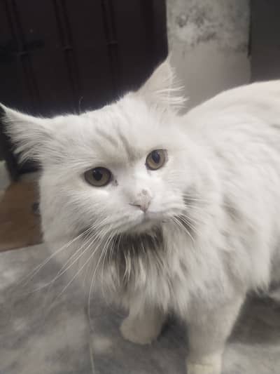 Golden eyed New Best Friend! Gorgeous Fluffy White Cat triple coat