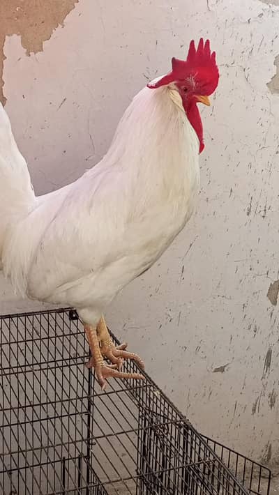 breeding Male best option