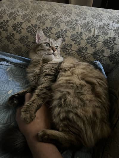 Pure Persian Brown Fluffy Tabby Cat