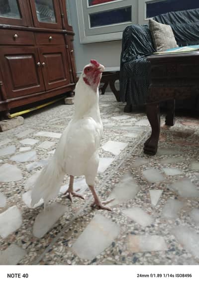 chicks of heera bareeder for sale | is bareeder k chicks for sale ha