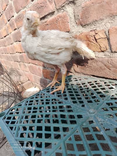 parrot beak coin head long tail