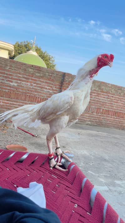 Qulity Paper white For sale