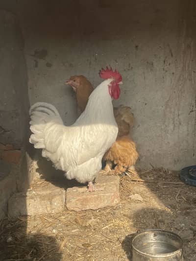 Male withe female golden havey buff