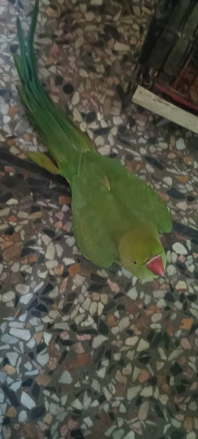 Green parrots for sale